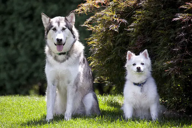 Canadian Eskimo Dog 1 لماذا يخاف الذئب من الكلب؟ أكثر الأسباب شيوعاً واخطر 10 كلاب 2 لماذا يخاف الذئب من الكلب؟ أكثر الأسباب شيوعاً واخطر 10 كلاب