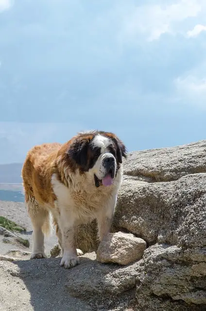 Caucasian Shepherd أكبر كلاب في العالم - اضخم واكبر 10 كلاب فى العالم 3 أكبر كلاب في العالم - اضخم واكبر 10 كلاب فى العالم
