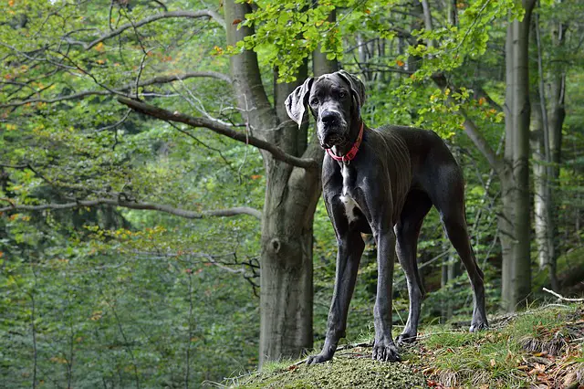 Great Dane أكبر كلاب في العالم - اضخم واكبر 10 كلاب فى العالم 5 أكبر كلاب في العالم - اضخم واكبر 10 كلاب فى العالم