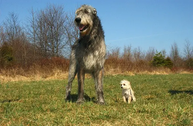 Irish Wolfhound أكبر كلاب في العالم - اضخم واكبر 10 كلاب فى العالم 6 أكبر كلاب في العالم - اضخم واكبر 10 كلاب فى العالم