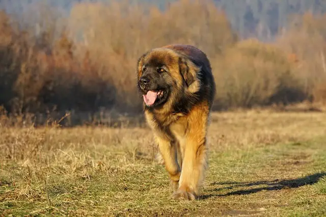 Leonberger أكبر كلاب في العالم - اضخم واكبر 10 كلاب فى العالم 7 أكبر كلاب في العالم - اضخم واكبر 10 كلاب فى العالم