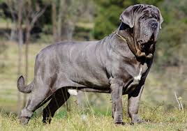 Neapolitan Mastiff أكبر كلاب في العالم - اضخم واكبر 10 كلاب فى العالم 8 أكبر كلاب في العالم - اضخم واكبر 10 كلاب فى العالم