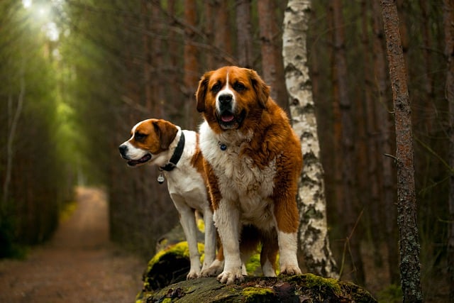 Saint Bernard أكبر كلاب في العالم - اضخم واكبر 10 كلاب فى العالم 4 أكبر كلاب في العالم - اضخم واكبر 10 كلاب فى العالم