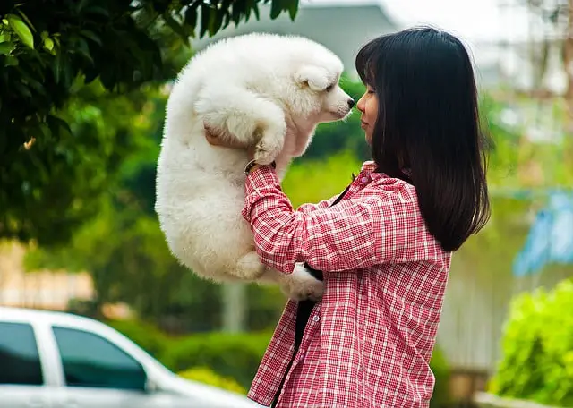 Samoyed Dog 1 اغلي كلب في العالم - تعرف على اغلى كلب في العالم 1 اغلي كلب في العالم - تعرف على اغلى كلب في العالم