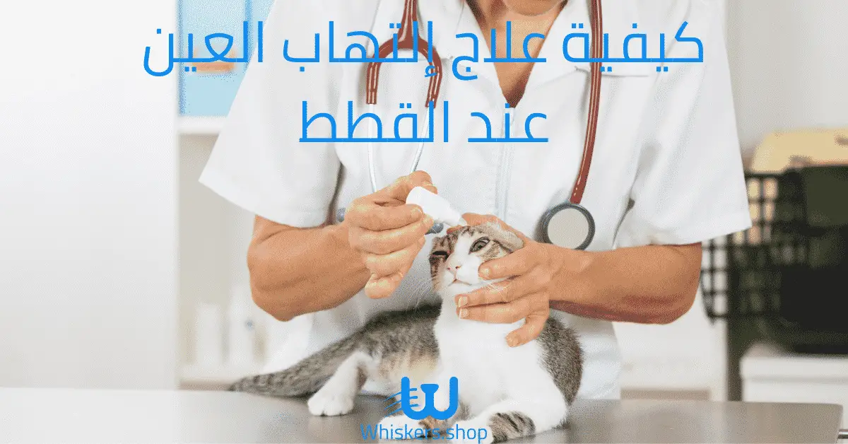 علاج إلتهاب العين عند القطط