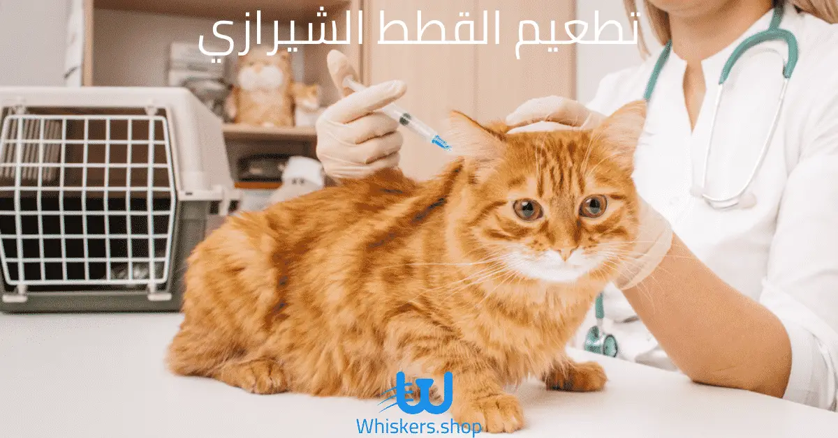 تطعيم القطط الشيرازي