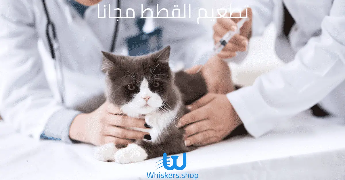 تطعيم القطط مجانا