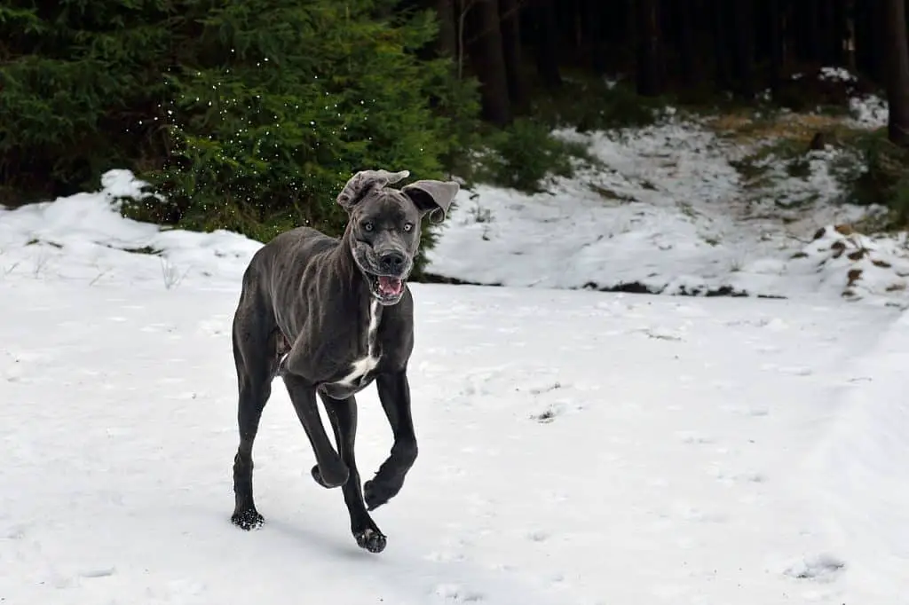 a great dane in the snow 2973412 1280 ما هي أقوى كلاب في العالم؟ إليك أقوى 10 أنواع 1 ما هي أقوى كلاب في العالم؟ إليك أقوى 10 أنواع