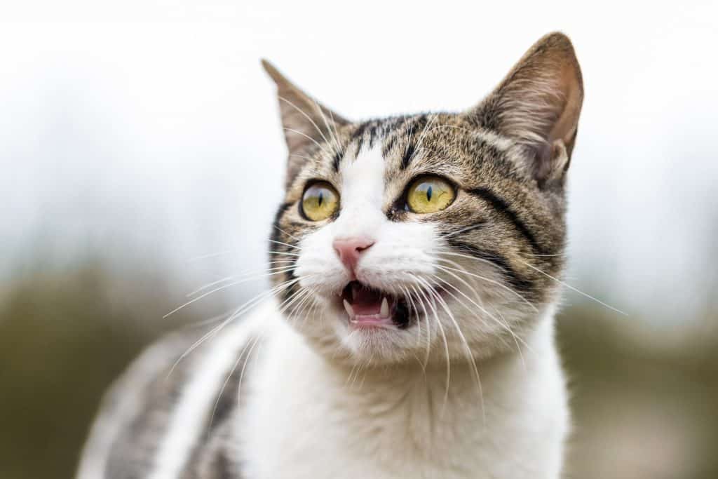 قطة ذات فم مفتوح - استفراغ القطط بعد التطعيم 