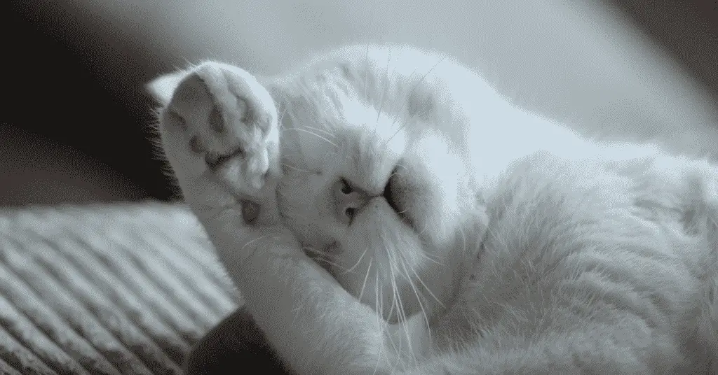 blog.whiskers.shop 2020 12 02T095842.960 2 هل تحلم القطط أثناء النوم؟ - 5 حقائق مدهشة 1 هل تحلم القطط أثناء النوم؟ - 5 حقائق مدهشة