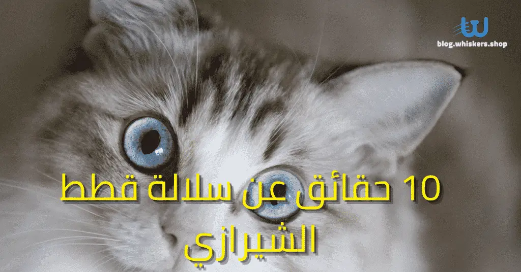10 حقائق عن سلالة قطط الشيرازي