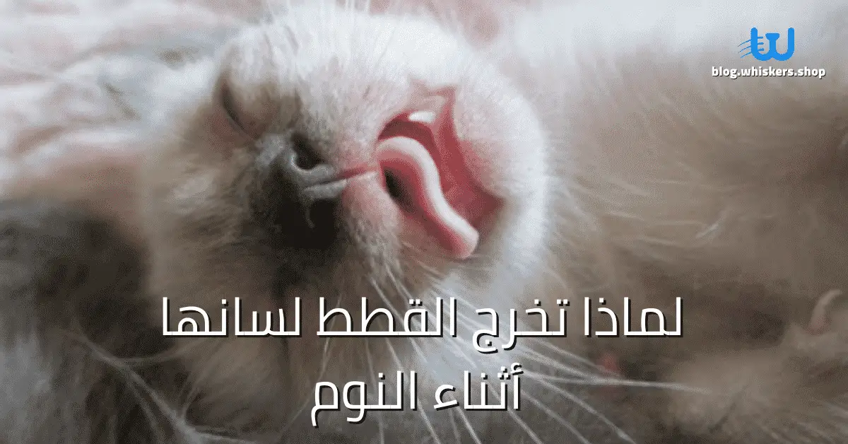 لماذا تخرج القطط لسانها أثناء النوم