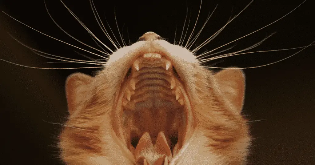 blog.whiskers.shop 2020 12 21T195619.681 كم عدد أسنان القط - 5 معلومات ستدهشك 1 كم عدد أسنان القط - 5 معلومات ستدهشك