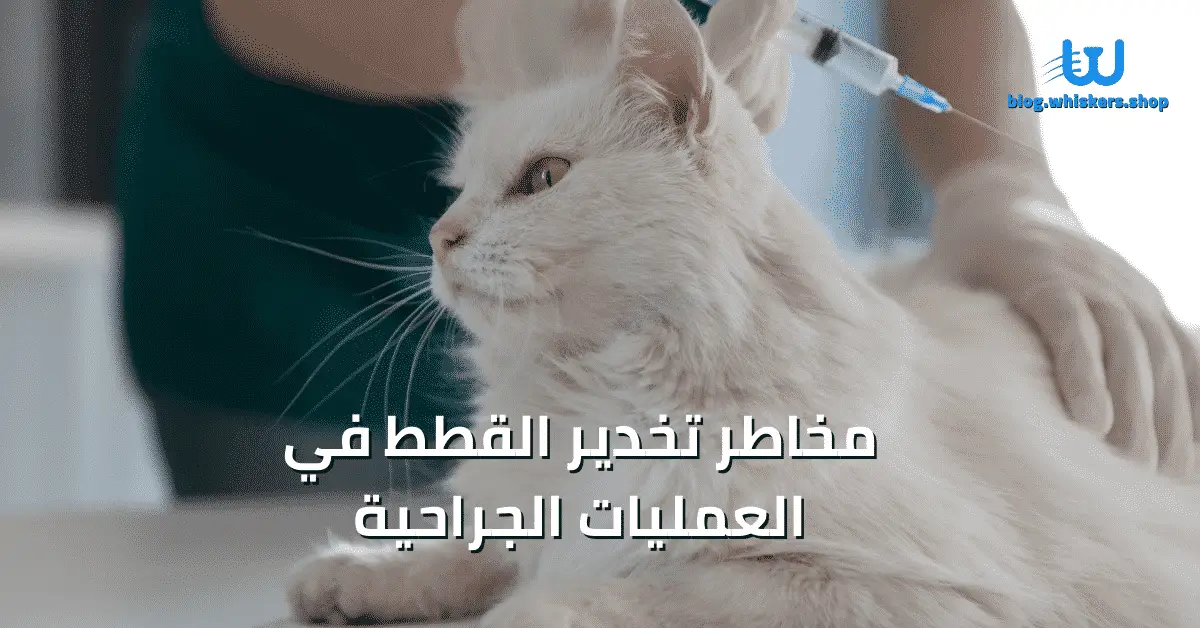 مخاطر تخدير القطط في العمليات الجراحية