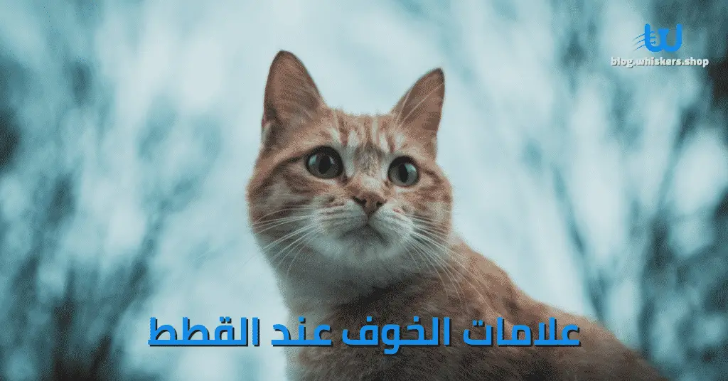 علامات الخوف عند القطط - 5 أشياء انتبه لها - Whiskers Egypt