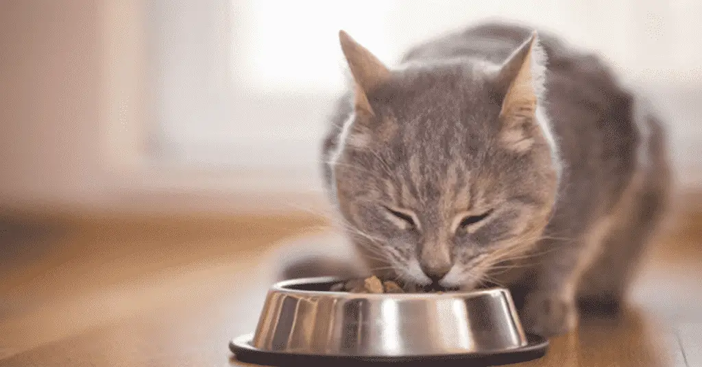 blog.whiskers.shop 2020 12 30T032251.336 كيفية اختيار وعاء أكل القطط في 7 خطوات 1 كيفية اختيار وعاء أكل القطط في 7 خطوات