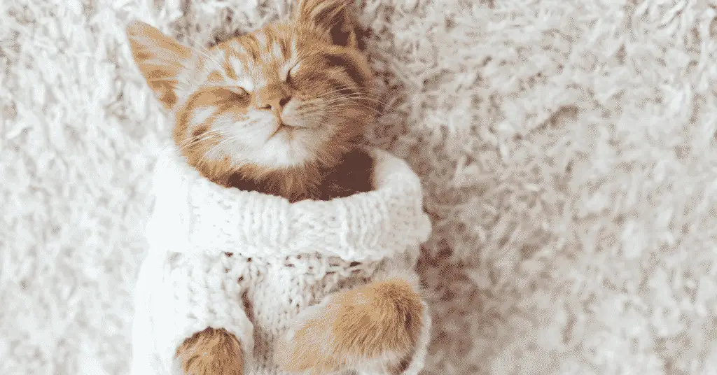 هل تحتاج القطط للملابس في الشتاء؟