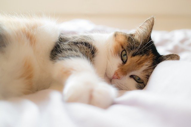 cat 1058095 640 1 ماذا تفعل عندما لا تنام القطة في الليل؟ كيفية مساعدة القطة على النوم في وقت نومك 1 ماذا تفعل عندما لا تنام القطة في الليل؟ كيفية مساعدة القطة على النوم في وقت نومك
