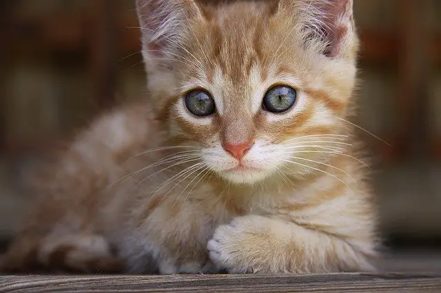 cat 1441585 640 ما هي اسباب اختلاف لون عين عن عين في القطط؟ 2 ما هي اسباب اختلاف لون عين عن عين في القطط؟