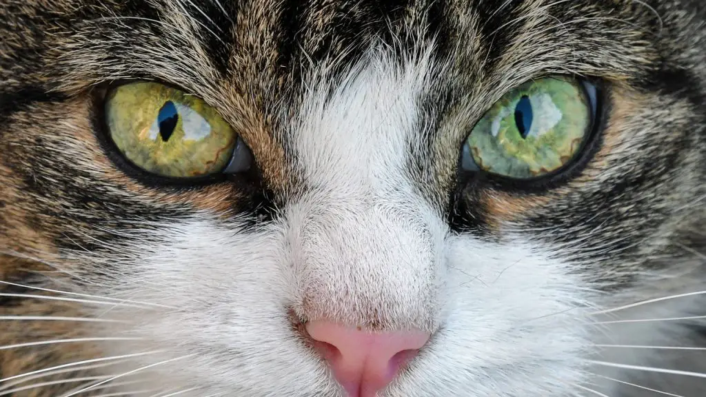 كيفية تنظيف عيون القطط من الإفرازات

