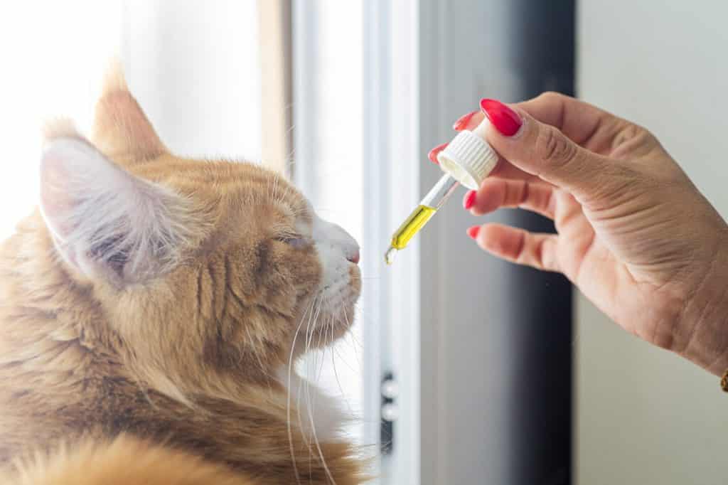 إعطاء الدواء السائل للقطط
