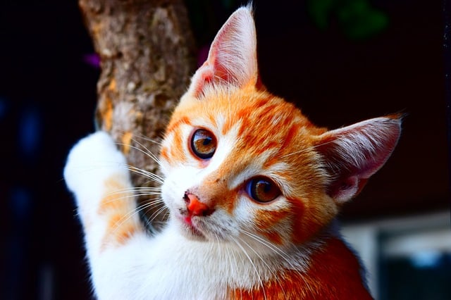 cat 861634 640 ما هي اسباب اختلاف لون عين عن عين في القطط؟ 3 ما هي اسباب اختلاف لون عين عن عين في القطط؟