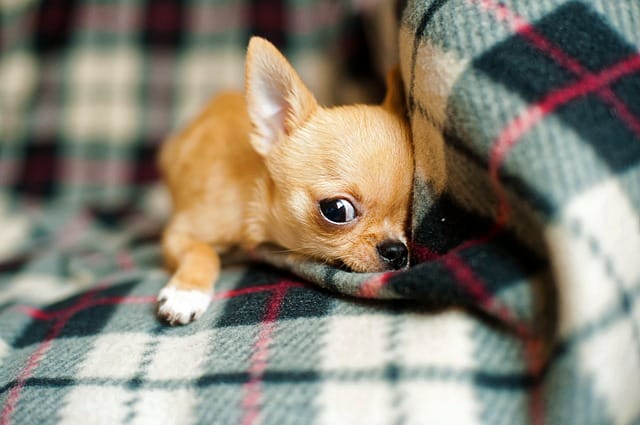 أصغر كلب في العالم - كلب الشيواوا
