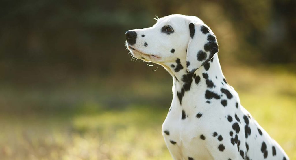 dalmatian long أجمل كلاب في العالم - 12 سلالة مميزة عالميًا 8 أجمل كلاب في العالم - 12 سلالة مميزة عالميًا