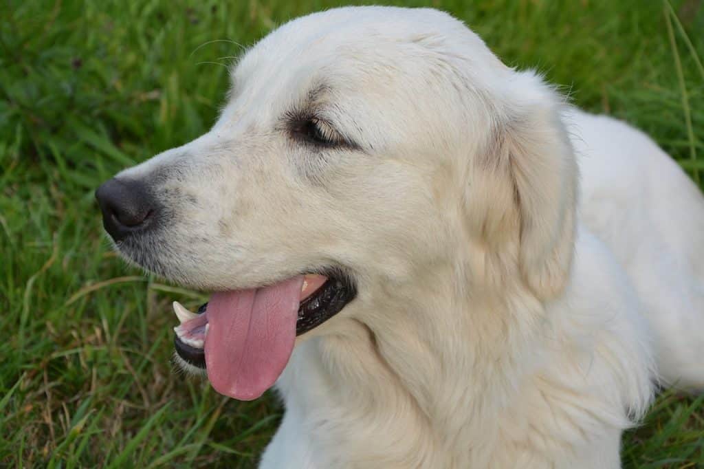 كلب أبيض - أعراض تطعيم السعار للكلاب
