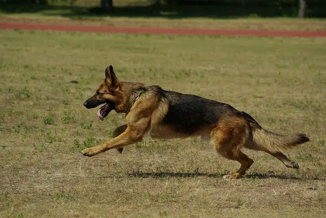 german shepherd 707063 640 1 اكبر كلب في العالم؟ تعرف على اكبر واضخم كلب في العالم 3 اكبر كلب في العالم؟ تعرف على اكبر واضخم كلب في العالم