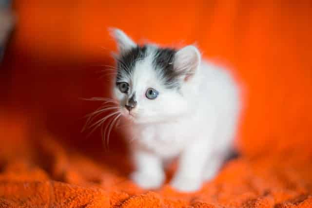 kitten 5314172 640 ما هي اسباب اختلاف لون عين عن عين في القطط؟ 4 ما هي اسباب اختلاف لون عين عن عين في القطط؟