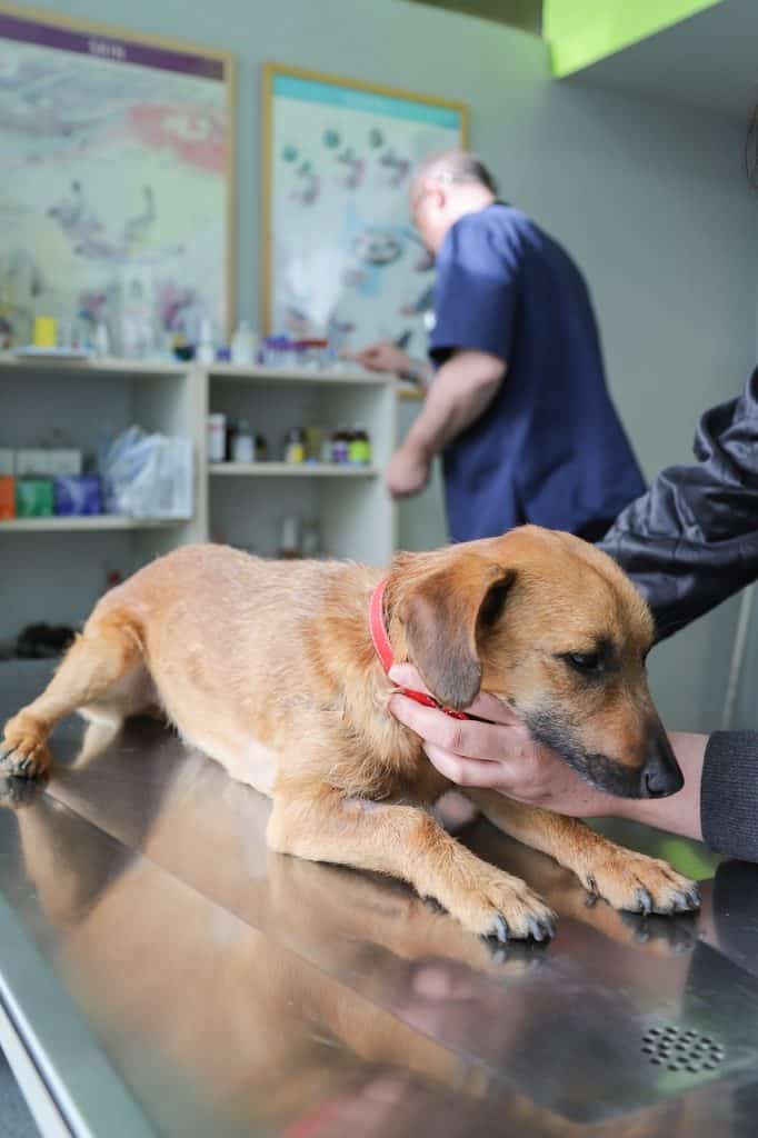 تطعيم كلب - أعراض ما بعد تطعيم الكلاب 