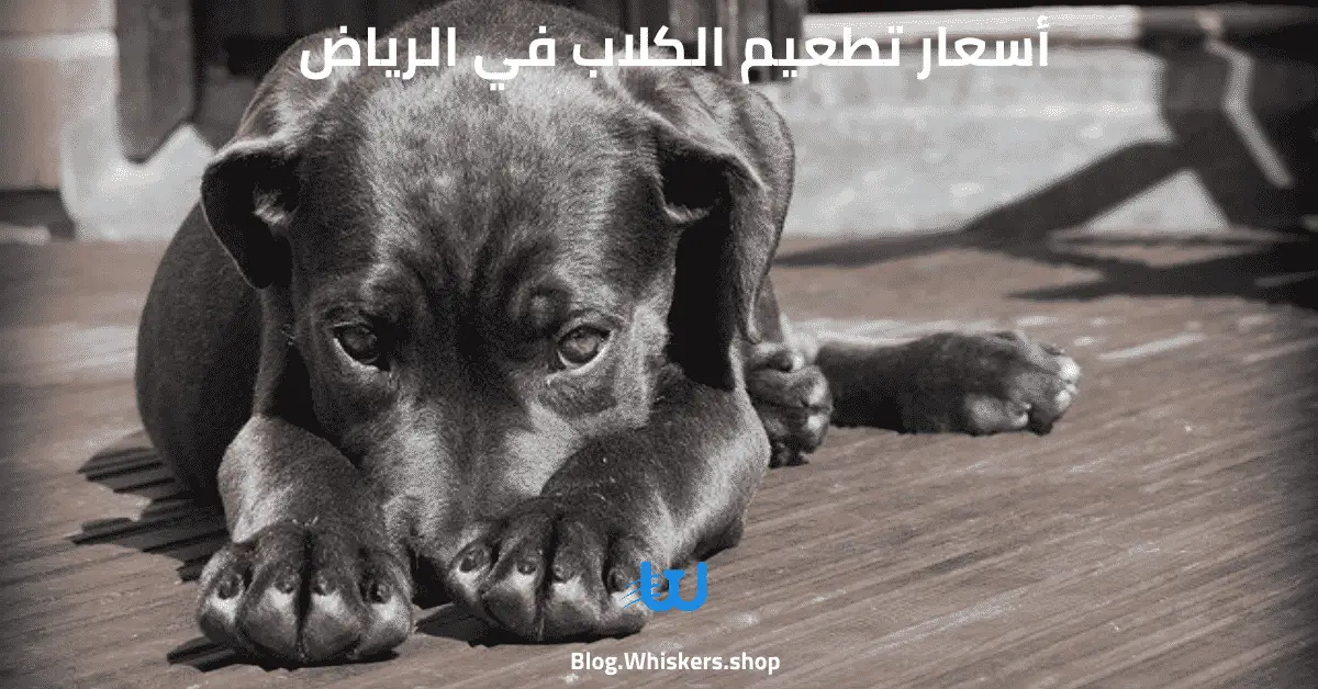 أسعار تطعيم الكلاب في الرياض - تطعيمات الكلاب واسعارها