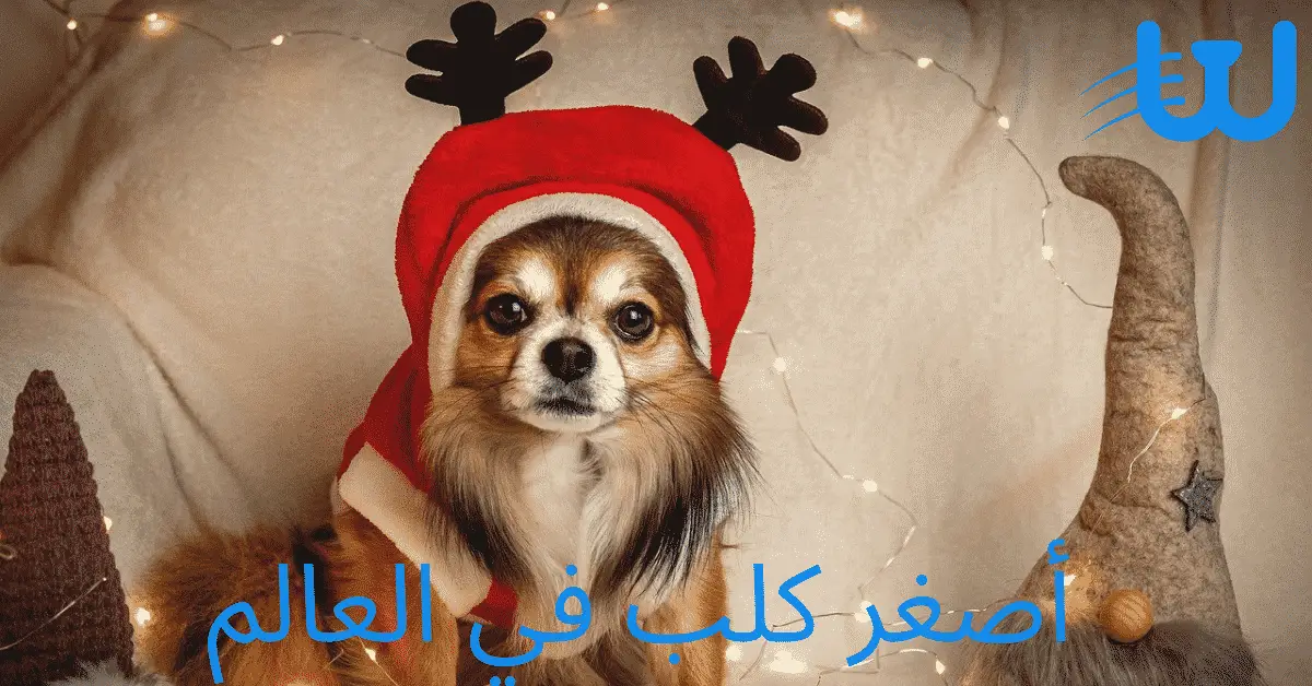 أصغر كلب في العالم أصغر كلب في العالم و مميزاته و عيوبه 1 أصغر كلب في العالم و مميزاته و عيوبه