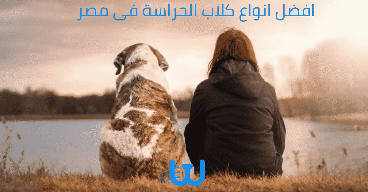 افضل انواع كلاب الحراسة فى مصر