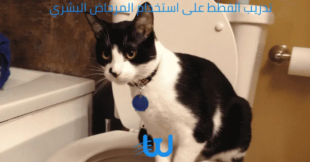 تدريب القطط على استخدام المرحاض البشري