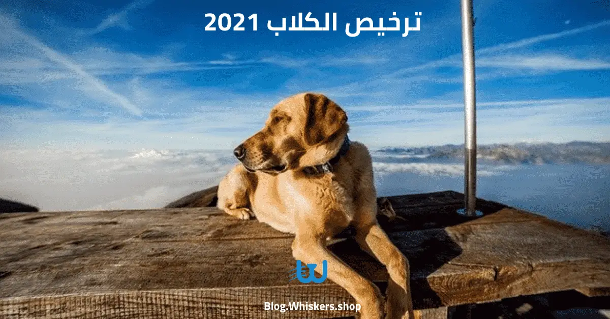 ترخيص الكلاب 2021 - أهم الخطوات للحصول على ترخيص للكلب 2021