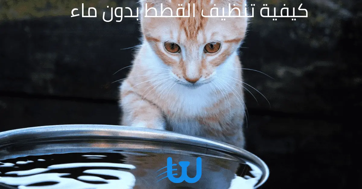 كيفية تنظيف القطط بدون ماء
