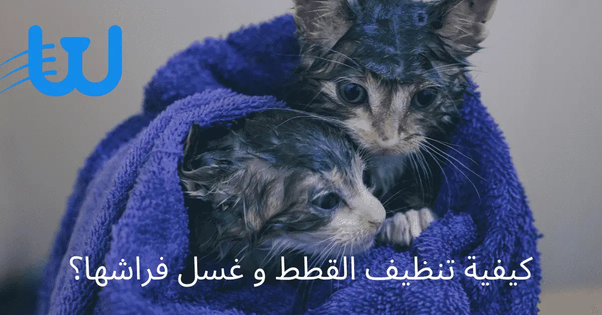 كيفية تنظيف القطط و غسل فراشها؟
