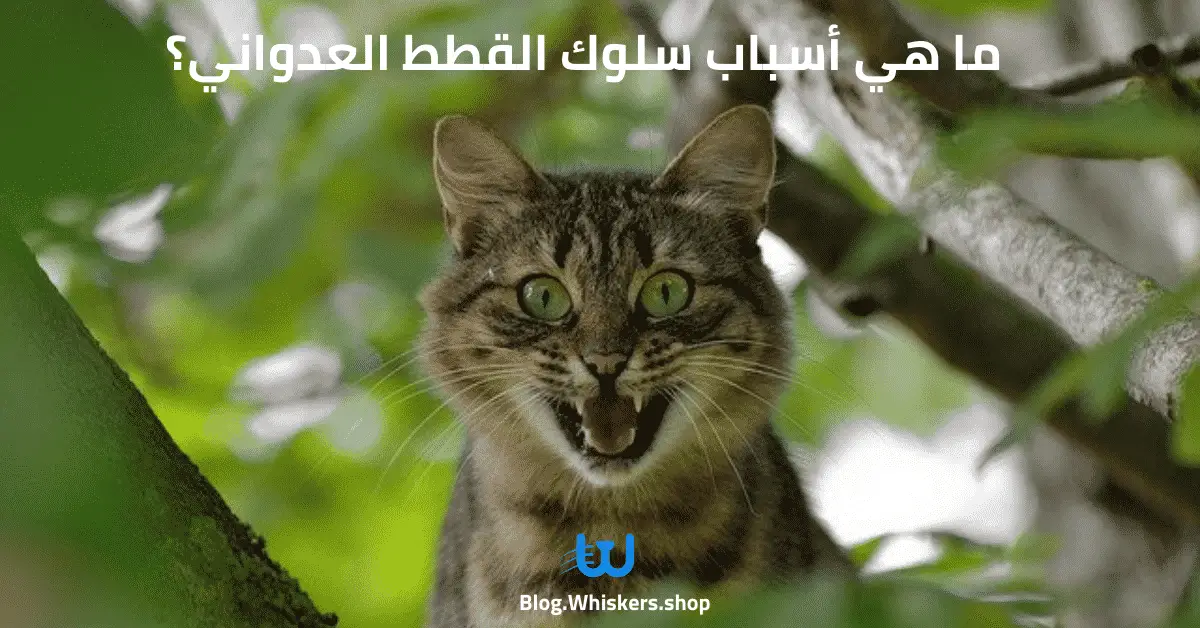 ما هي أسباب سلوك القطط العدواني؟ وكيفية التعامل الصحيح معها ؟ 7 أسباب أكثر شيوعاً