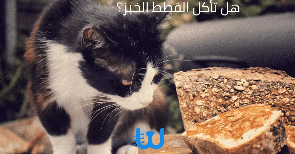 هل تأكل القطط الخبز