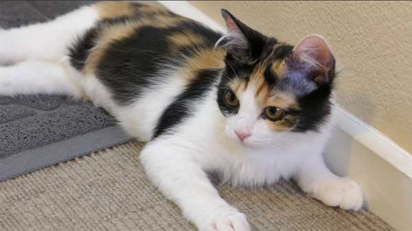 Japanese Bobtail cat علامات تخبرك أن قطتك تعاني من الألم - 7 علامات 3 علامات تخبرك أن قطتك تعاني من الألم - 7 علامات