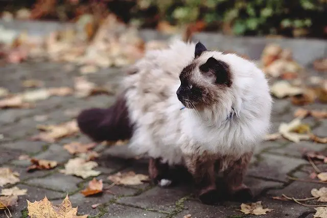قط بيرمان من أنواع من القطط معرضة لمرض السمنة