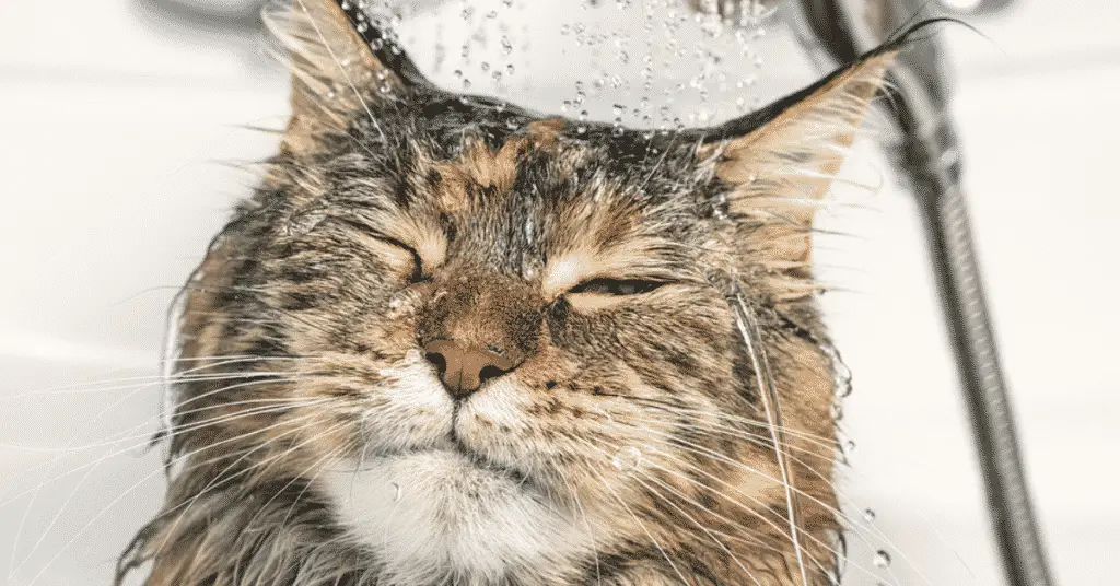 blog.whiskers.shop 2021 01 07T031650.223 تدريب القطط الصغيرة على الاستحمام في 7 خطوات 1 تدريب القطط الصغيرة على الاستحمام في 7 خطوات