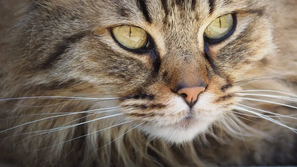 شارب قطة - حقائق رائعة عن شوارب القطط