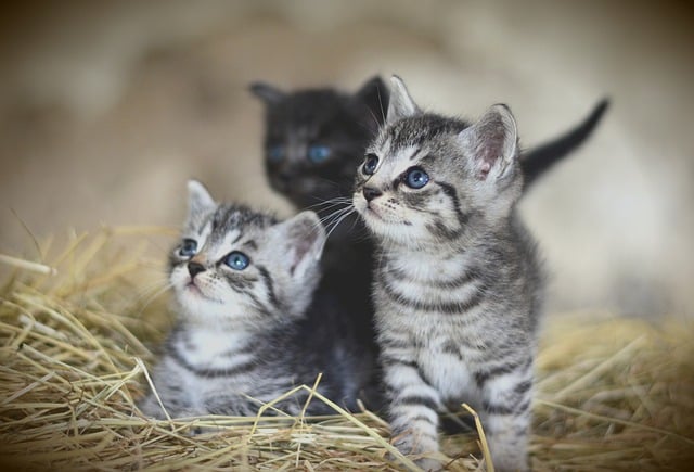 cat 3535399 640 العوامل التي تؤثر في مواعيد اكل القطط - أهم 4 عوامل 3 العوامل التي تؤثر في مواعيد اكل القطط - أهم 4 عوامل