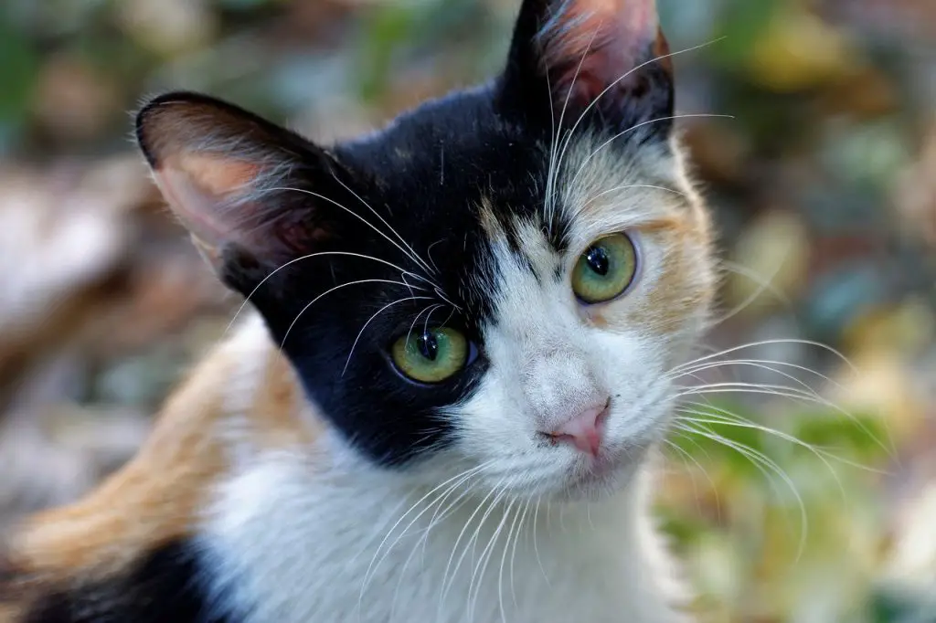 قط الكاليكو من أنواع قطط تطرد الطاقة السلبية