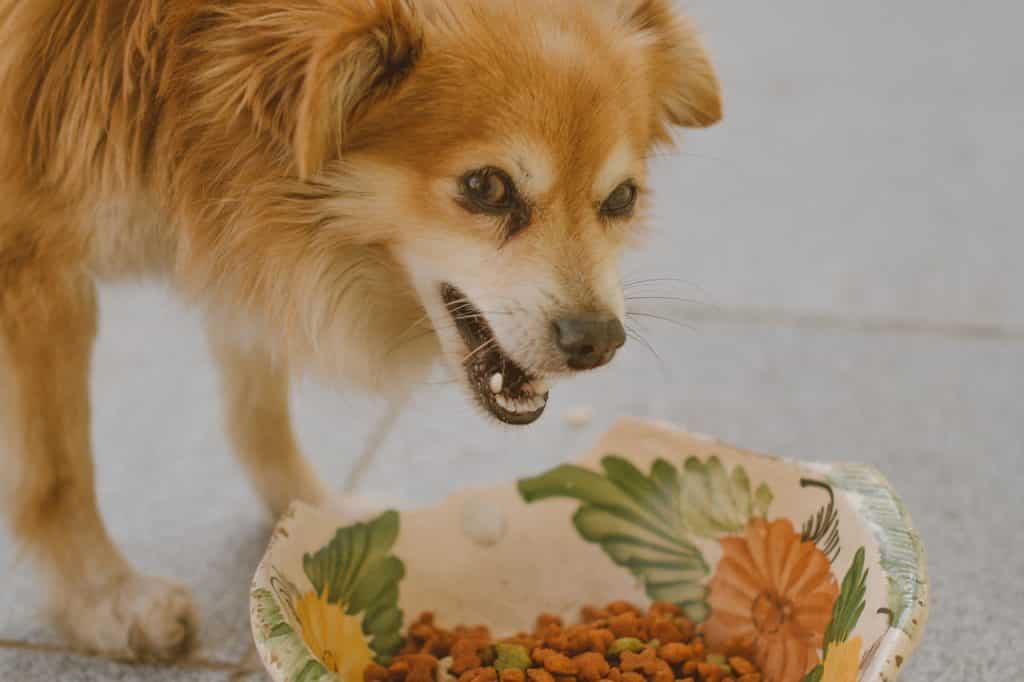 كلب يأكل- طريقة حساب السعرات الحرارية التي يحتاجها كلبك يوميا