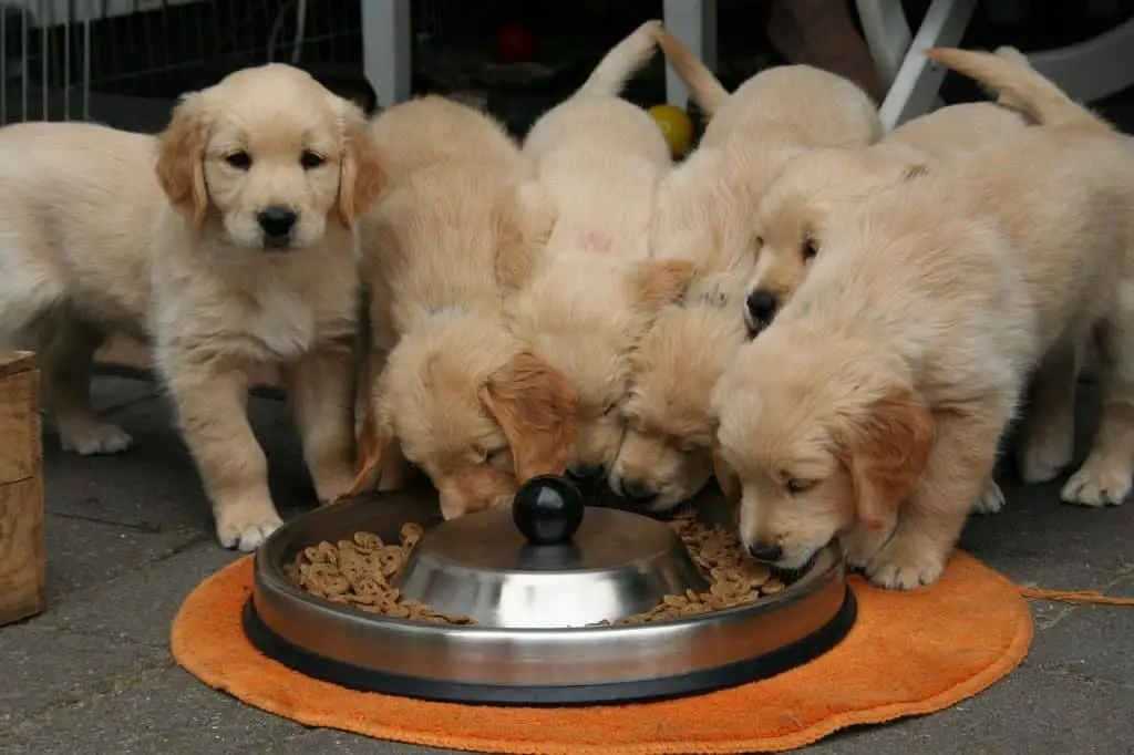 كلاب تأكل - رويال كانين للكلاب 2021