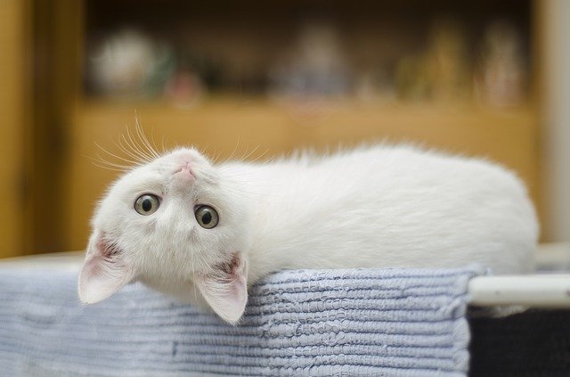 kitten 1285341 640 حقائق عن القطط ذو الاقدام البيضاء - أكثر 5 حقائق شهيرة عن القطط ذو الاقدام البيضاء 6 حقائق عن القطط ذو الاقدام البيضاء - أكثر 5 حقائق شهيرة عن القطط ذو الاقدام البيضاء